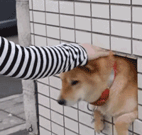 柴犬荡秋千表情包gif好
