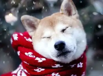  圣诞节给柴犬准备袜子,等到狗子醒来表情惊讶