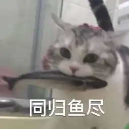  黄小鱼视频直播全集黄小鱼资料大全yy官方