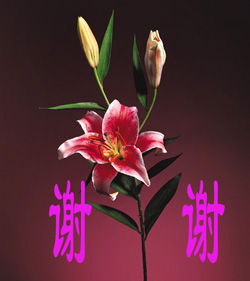  王者兰园的花好人更好