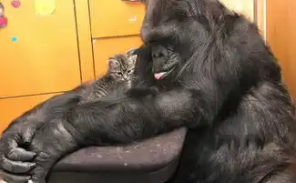  被实验了46年,这只爱撸猫会手语,拥有人类灵魂的大猩猩去世了