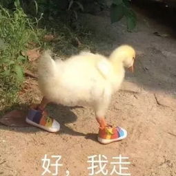  表情包当代人脸上根本没什么表情
