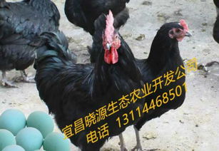  安徽厂家直销绿壳蛋鸡苗全国包邮价格安徽厂家直销绿壳蛋鸡苗全国包邮型号规格