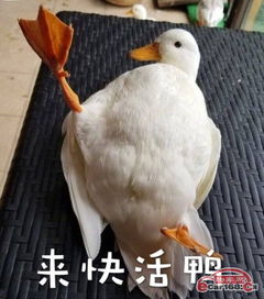  冲鸭二代海马s5一元开启你的三亚浪漫双人游