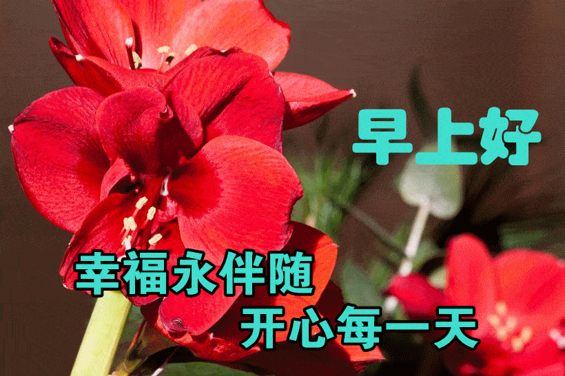 妙啊表情包gif动图玫瑰