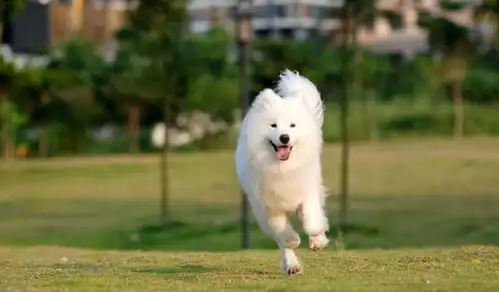 最容易跟铲屎官吵架的五种狗狗,第三种不是脾气暴,而是太蠢 最容易跟铲屎官吵架的五种狗狗,第三种不是脾气暴,而是太蠢