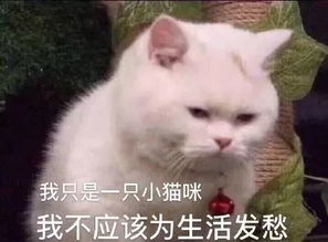  让我摸下你的鸟