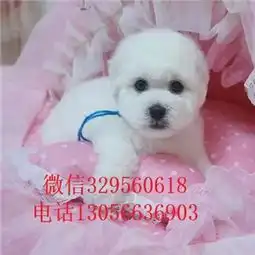  舟山哪里出售纯种比熊犬小体比熊精品法国卷毛比熊比熊犬性格