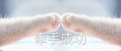  猫爪牵手套路图猫爪牵手表情包完整版下载猫爪牵手系列表情包下载飞翔下载