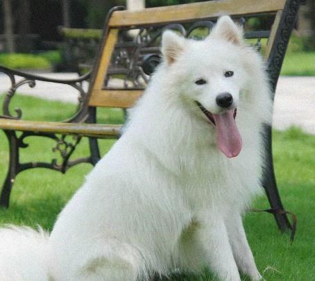  最适合上班族养的4种狗狗博美犬上榜,你最想养哪一种