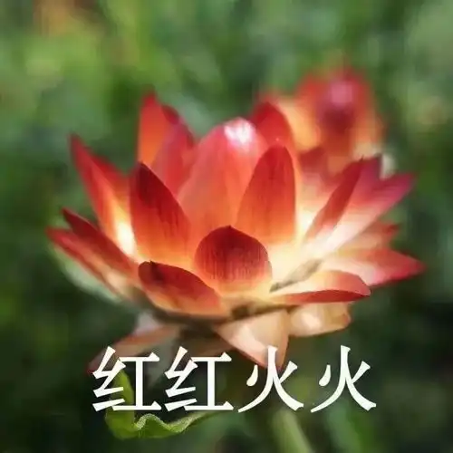  中老年头像20张
