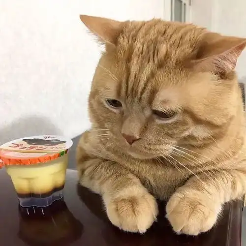  看到这只猫的表情,我觉得自己的生活被偷窥了
