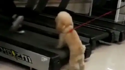  带家里的狗狗去健身房,它还趴在跑步机上玩了起来,简直不要太可爱了