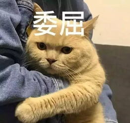  橘猫是什么一种多肉动物