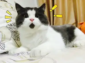  占领网络的喵星人