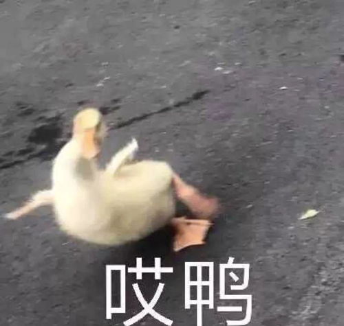  e句话看天下丨解约之后,歌坛再无邓紫棋