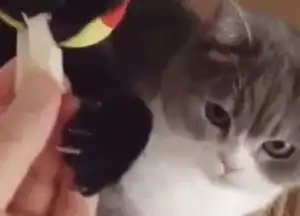  黑猫为了抢食物,直接把旁边的猫挤掉了,而边上猫的表情...