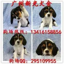  黄页88网