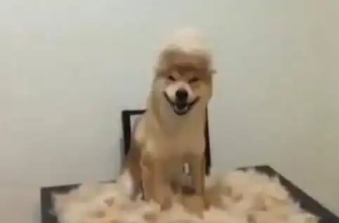  柴犬被剪毛之后,露出魔性的笑容,看的主人心里直发毛