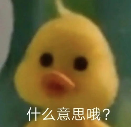 ac娘匿名版表情包鸭鸭