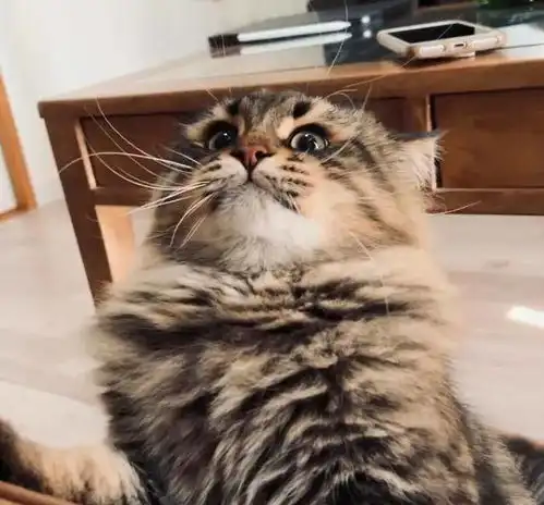  铲屎官晒西伯利亚猫表情包,日常都是戏,这颜艺真是厉害了