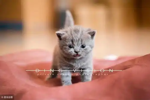  主人把英国短毛猫养成了表情包猫咪买我的时候你不是这样的