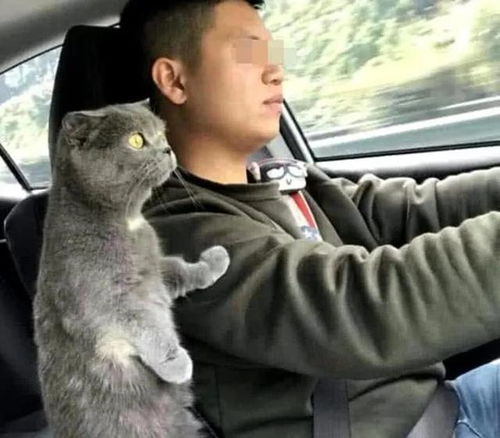  见过猫星人乘车的表情包吗