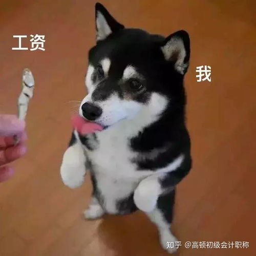  会计狗专用表情包总有一只戳中你笑点