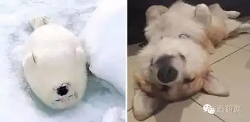  这家伙会模仿比熊二哈柴犬和金毛,堪比陈汉典
