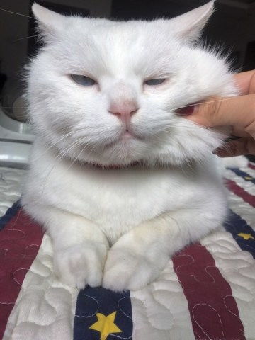  铲屎官捏猫咪的脸捏到被猫嫌弃,猫咪嘴上不说表情却很明显