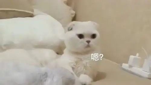  刘二豆带瓜子出去玩,还骗瓜子说妈妈同意了,可真是个小坏蛋啊