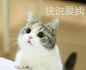  撒娇小猫咪表情包