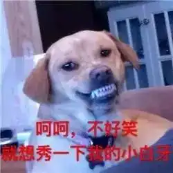  你们要的汪星人表情包