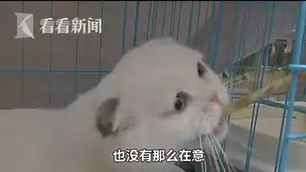  视频选美不如睡觉猫主子齐聚展会表情高冷就不让你撸