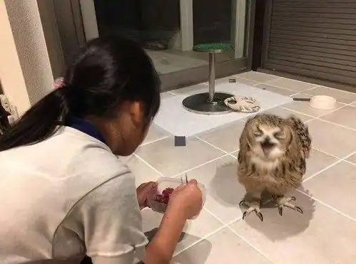  女儿给猫头鹰喂食,妈妈却把它赶走,背后原因很无语