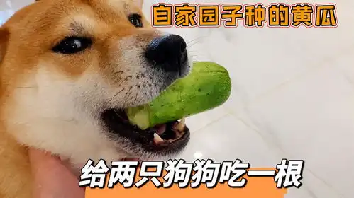  自家园子种的黄瓜,摘下几根给两只柴犬吃,吃起来嘎嘣脆