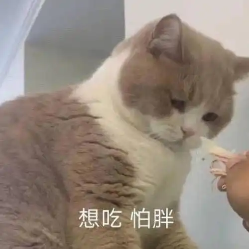 算我求你的表情包猫熬夜