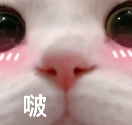  一大波猫咪表情包,快收藏吧