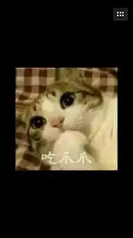  求这只猫叫什么名字网上有很多他的表情包啊