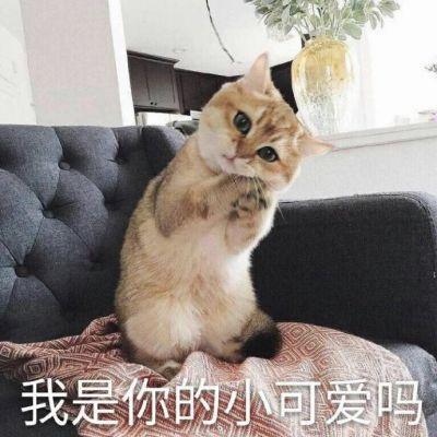  犬猫病毒传染病猫传染性鼻气管炎知乎