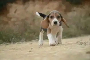  图贵阳哪里有比格幼犬出售比格猎犬哪里的好比格一般的价格深圳宠物狗