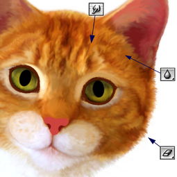  超级手绘一只漂亮的猫