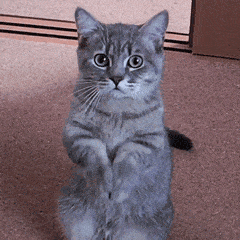 拜托...别离我太近ok丨第143期喵表情  拜托...别离我太近ok丨第143期喵表情