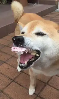  精神污染界神物,洗脑大法还是柴犬好