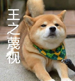  柴犬的表情包