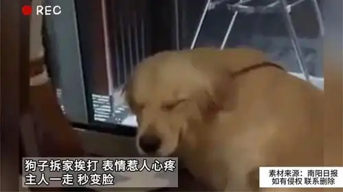 星际战甲2035表情包舔狗