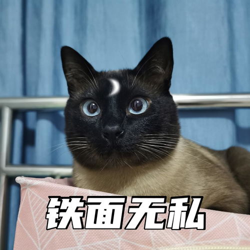  黑脸猫集合啦让我看看你们家里的黑脑瓜