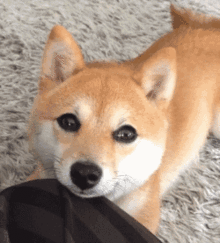  gif,自挂东南枝哈哈原来是这么个自挂笑死了围观的就不能帮我一下吗