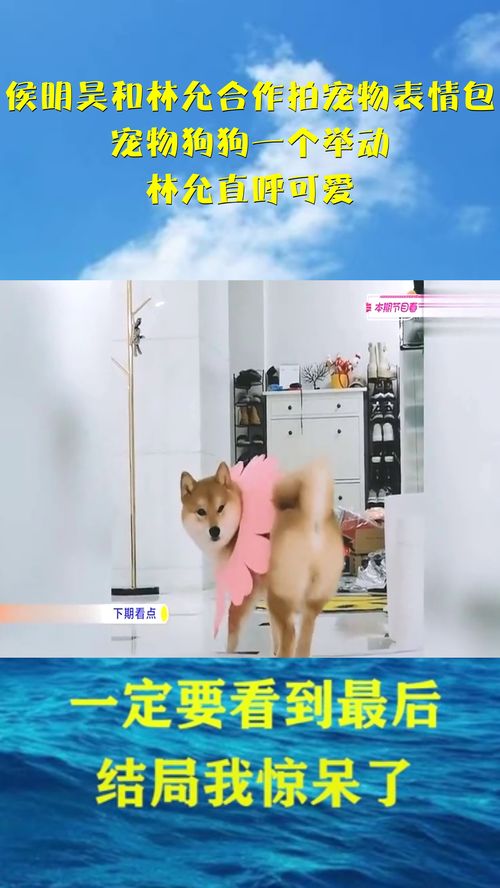  侯明昊和林允合作拍宠物表情包,宠物狗狗一个举动,林允直呼可爱