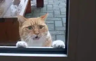 妹妹表情包卡点猫咪